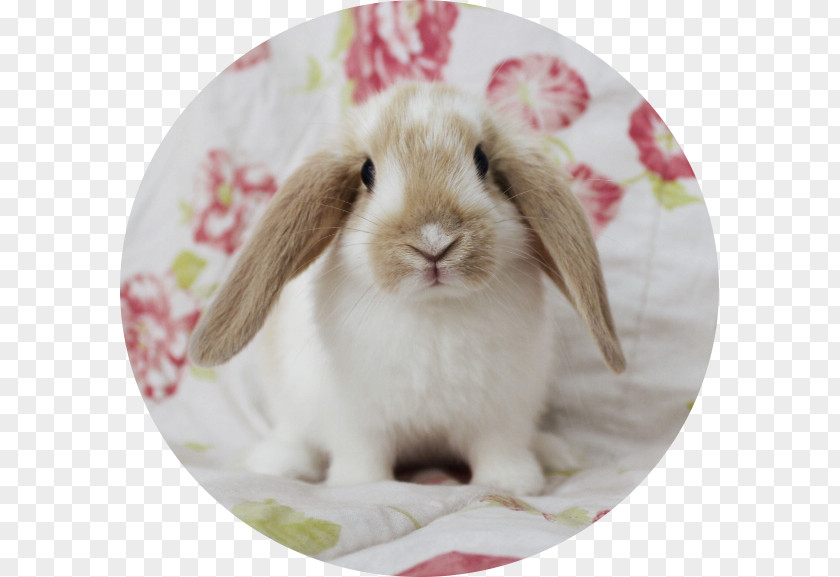 Rabbit Domestic Easter Bunny Whiskers PNG