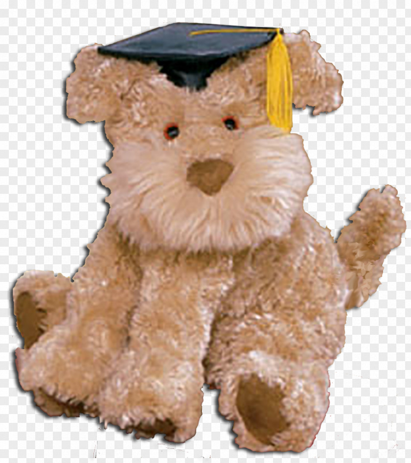 Color Grad Yorkshire Terrier Australian Silky Airedale Labrador Retriever Puppy PNG