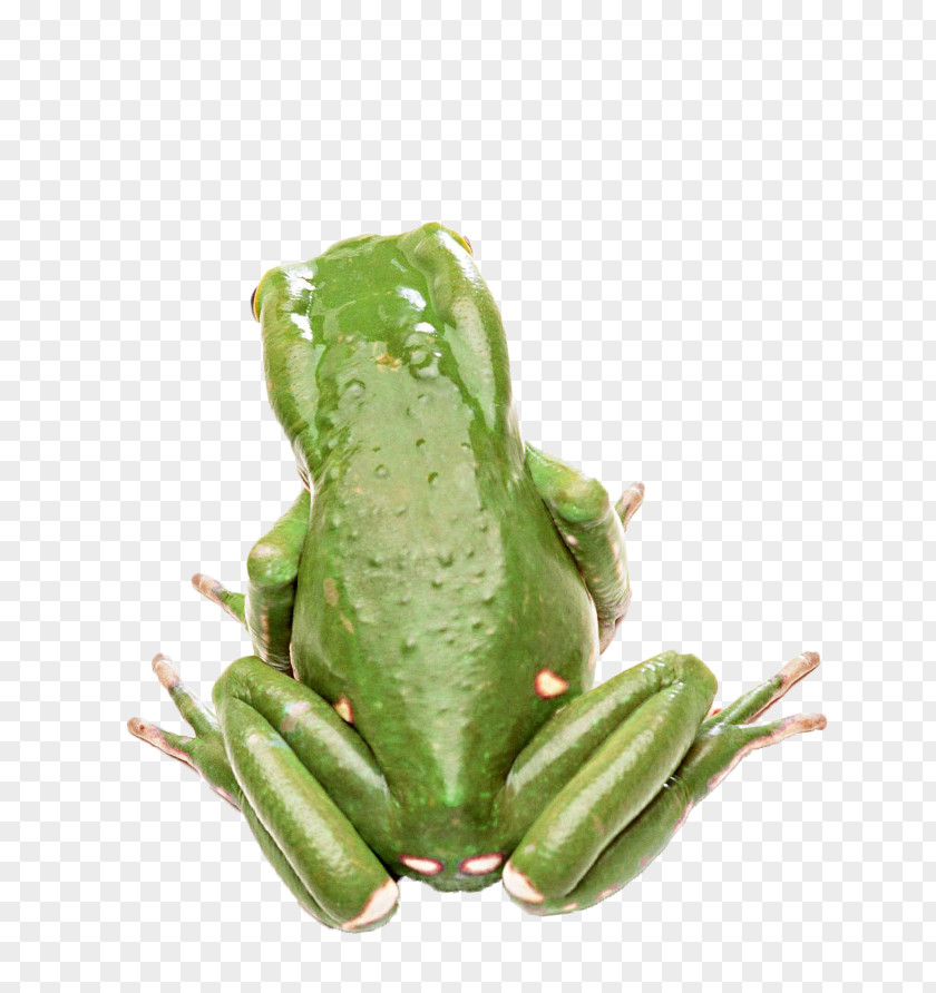 Green Frog Edible Animal Tree Wallpaper PNG