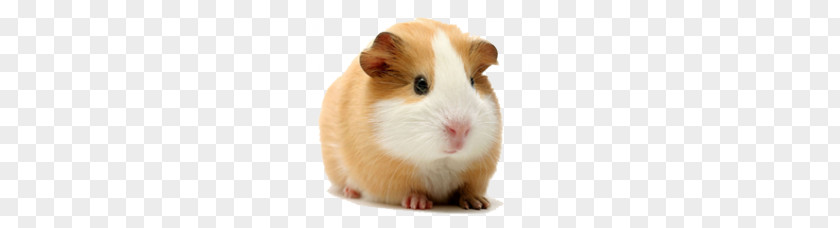 Hamsters PNG clipart PNG