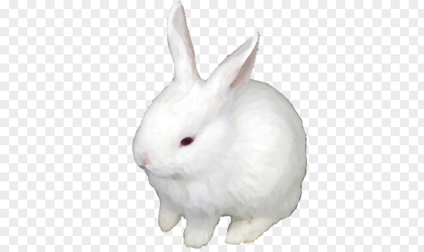 Rabbit Domestic Hare Easter Bunny PNG