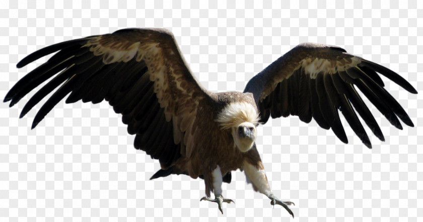 Bird Turkey Vulture Bald Eagle PNG