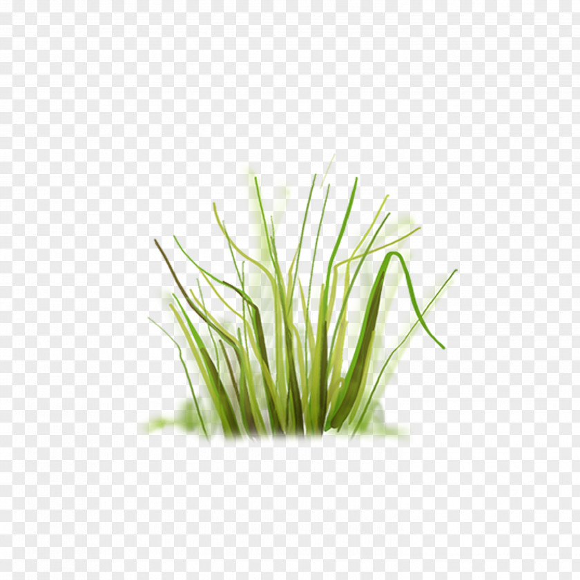 Grass Clip Art PNG