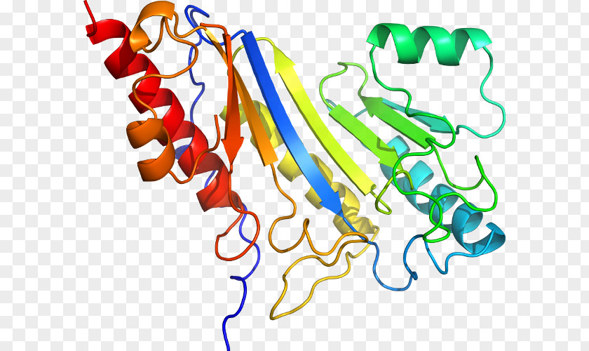 Immunoglobulin M Clip Art Line Point Organism Animal PNG