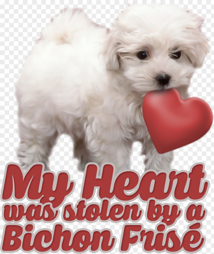 Puppy Maltese Dog Havanese Bolognese Bolonka Toy Poodle PNG