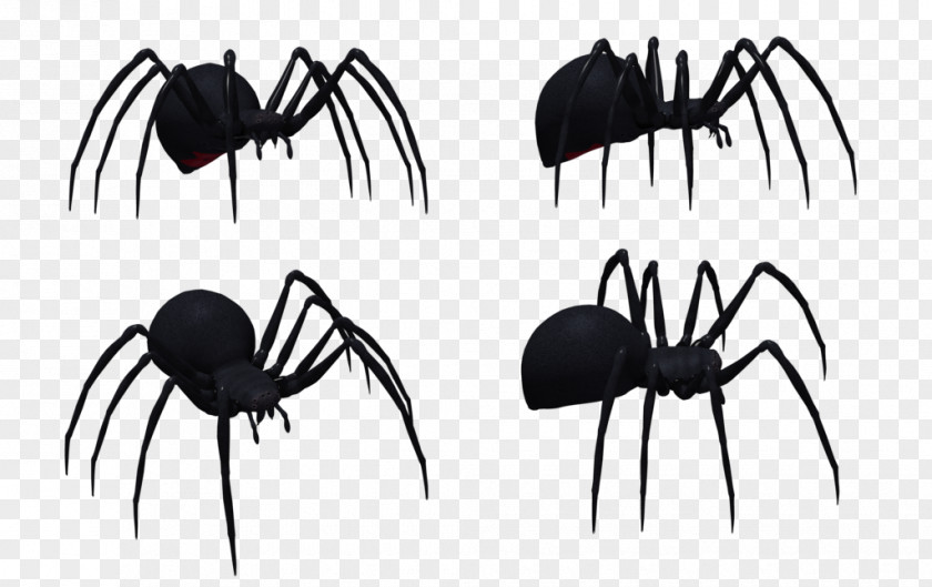 Spider Widow Spiders Western Black Image Web PNG