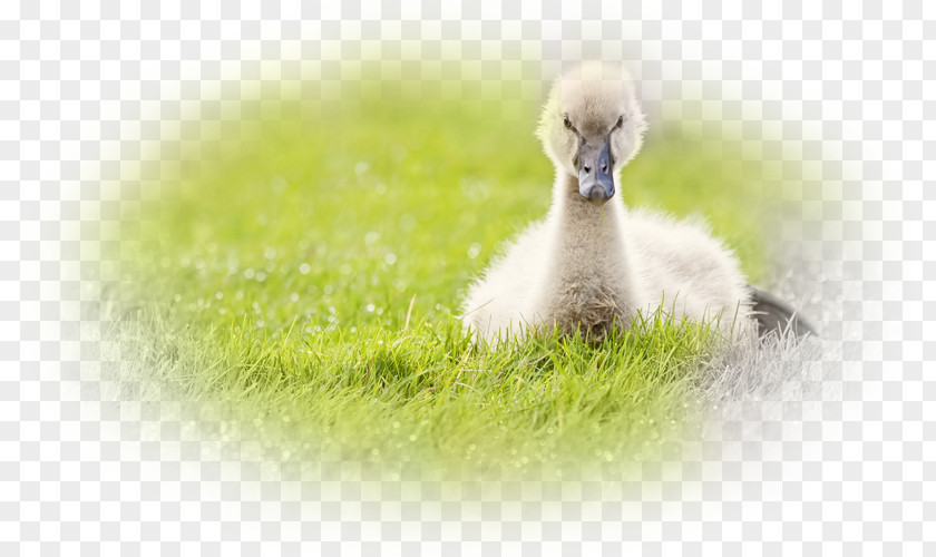 Duck Cygnini Desktop Wallpaper Metaphor Environment PNG