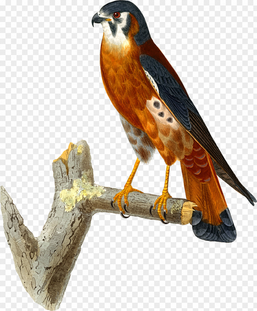 Falcon Clip Art Hawk Openclipart American Kestrel PNG