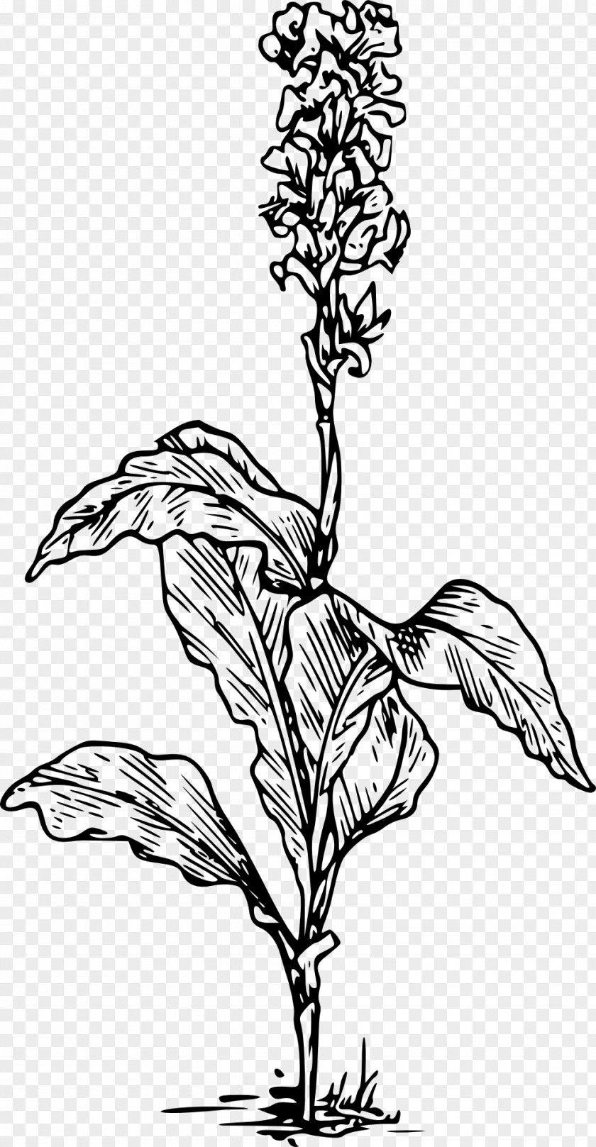 Flower Canna Indica Drawing Arum-lily Lilium PNG