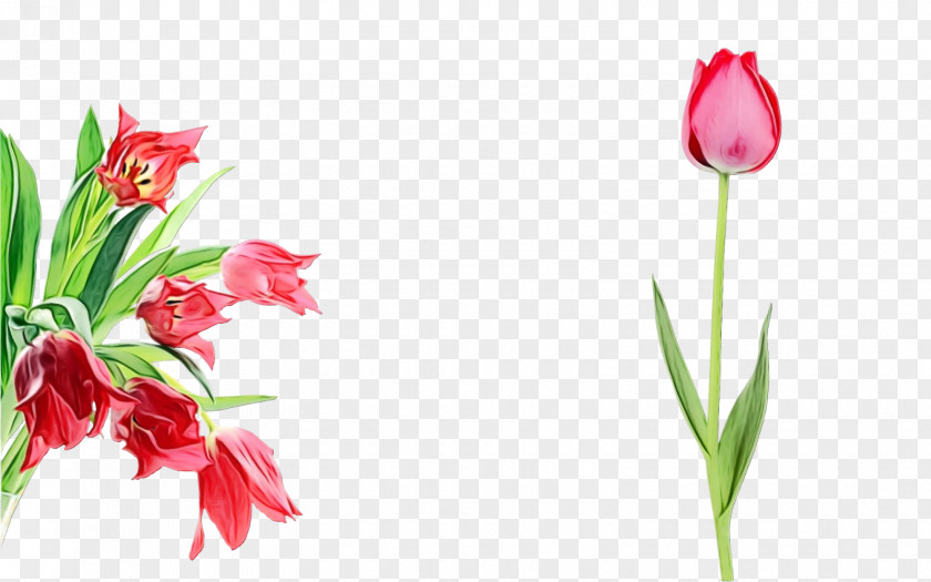 Flower Plant Tulip Pink Petal PNG