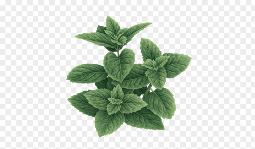 Leaf Plant Flower Herb Mint PNG