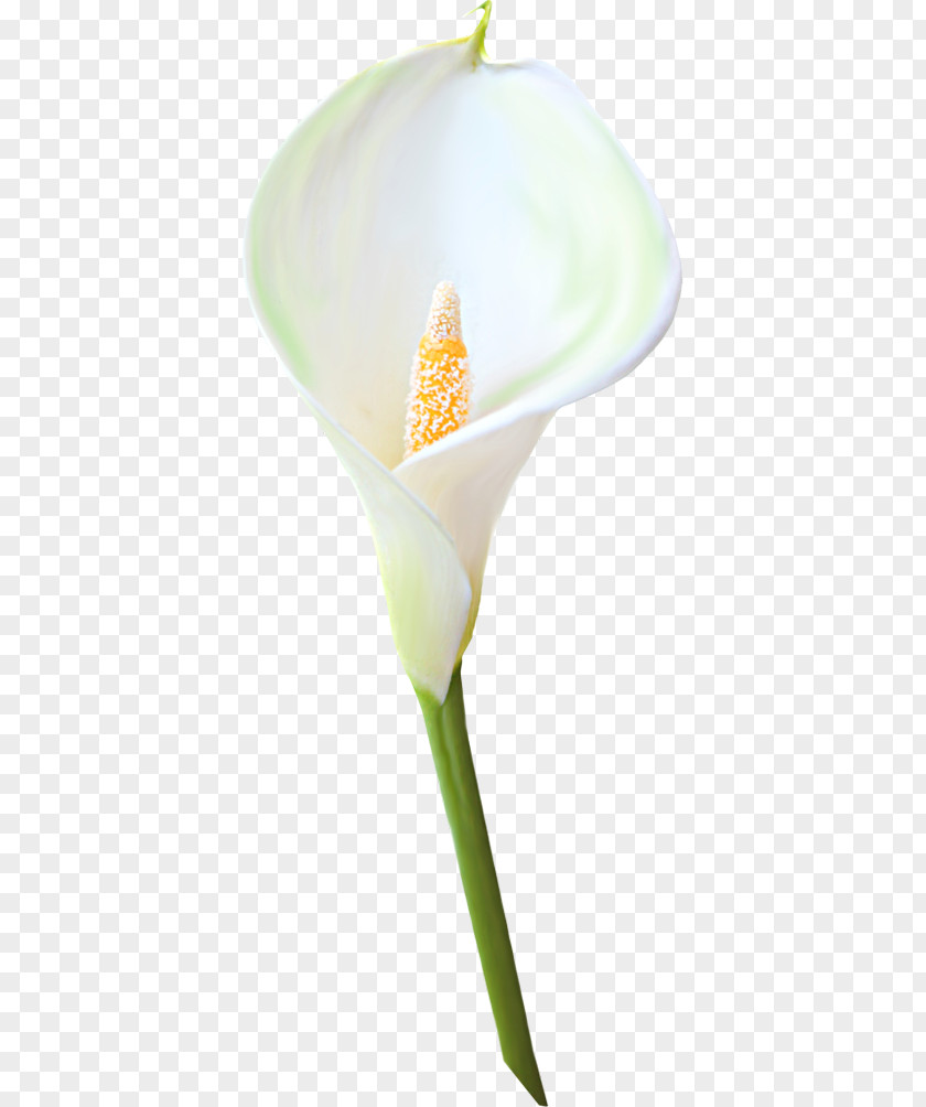 Watercolour Plant Arum-lily Madonna Lily Bog Arum Flower Clip Art PNG