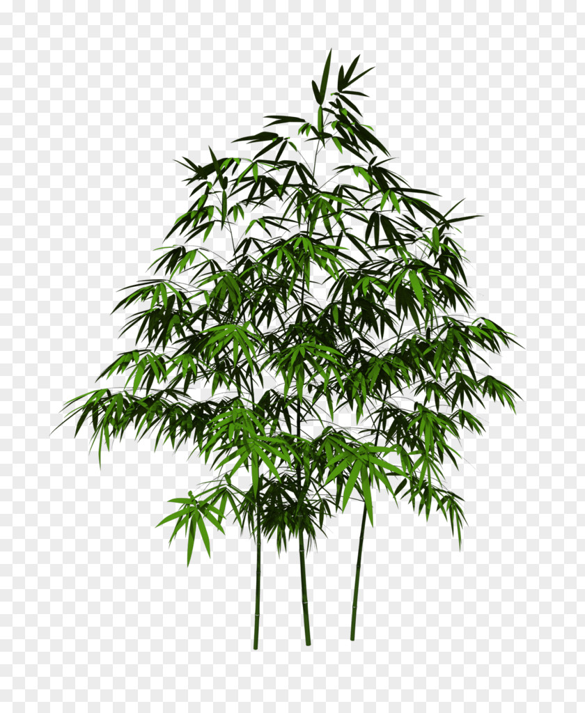 Bamboo Adobe Photoshop Design Plants PNG