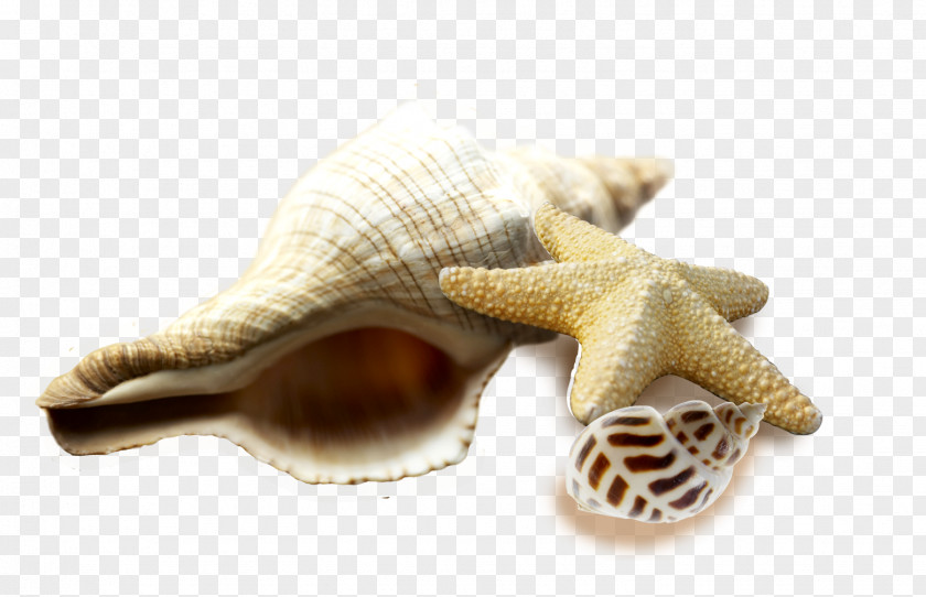 Conch Seafood Seashell Sea Snail PNG
