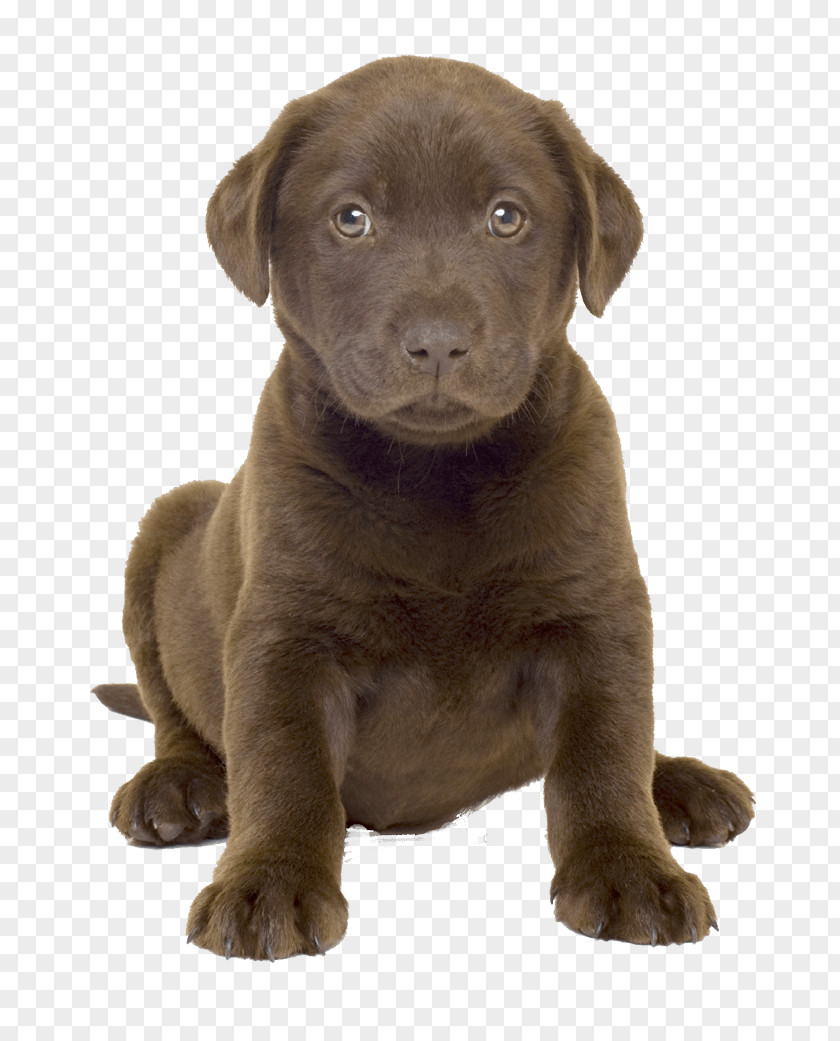 Dog Image American Pit Bull Terrier Labrador Retriever Breed Breed-specific Legislation PNG