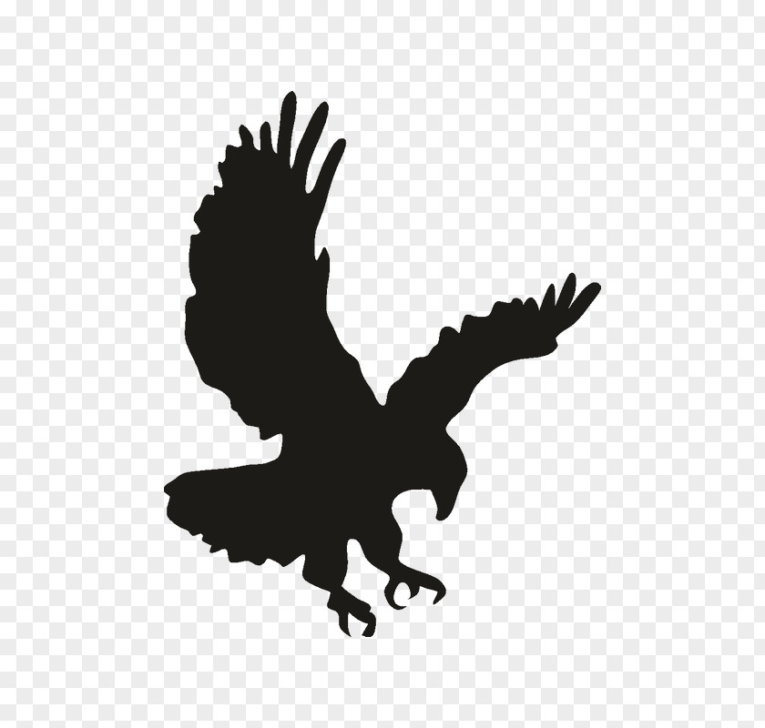 Eagle Bald Drawing Clip Art PNG