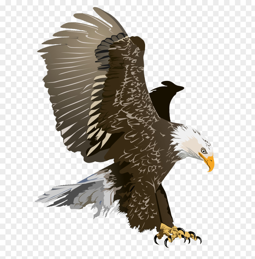 Eagle Flying Cliparts Bald Free Content Clip Art PNG