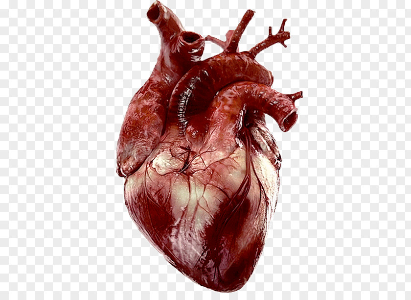 Heart Tenor Human Anatomy PNG