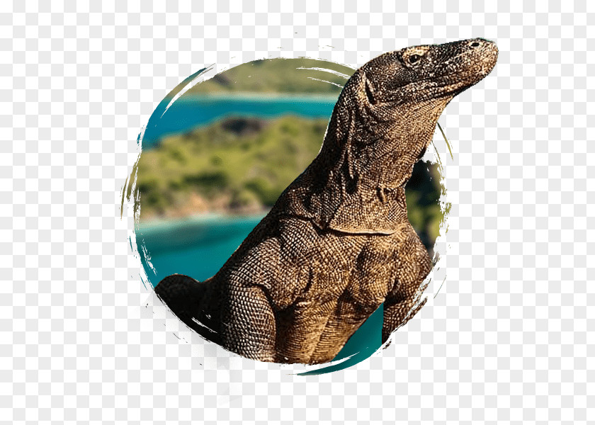 Komodo Dragon Flores New7Wonders Of The World Rinca PNG