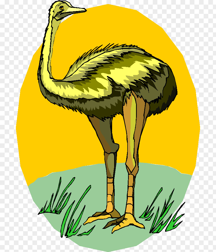 Ostriches Common Ostrich Clip Art GIF Image Drawing PNG