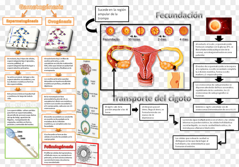 Pregnancy Fertilisation Implantation Midwifery Embryo Obstetrics PNG