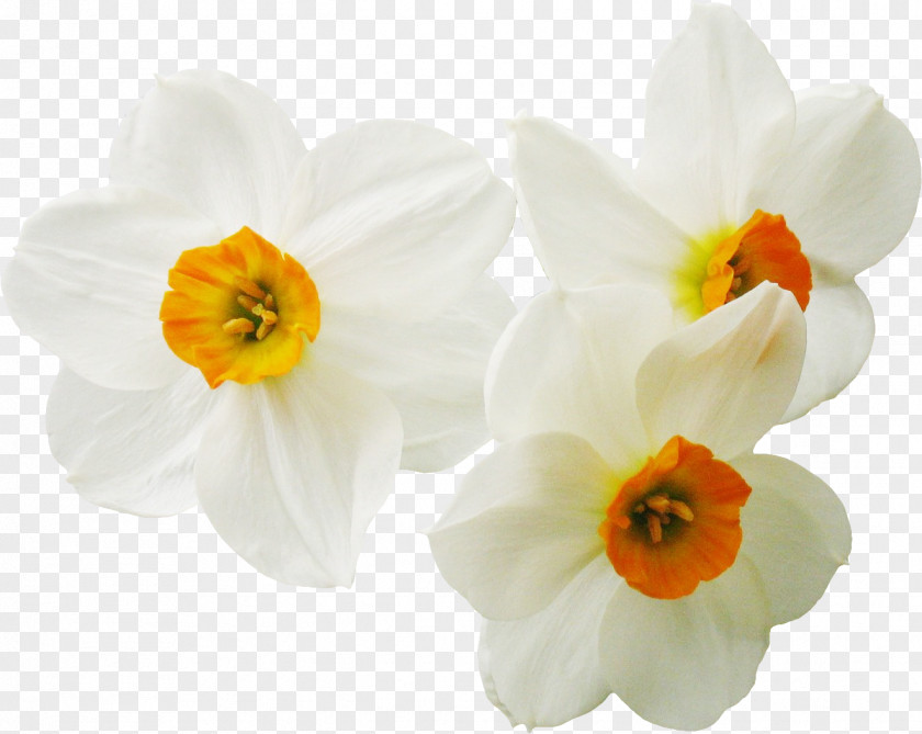 Womens Day Daffodil Narcissus Flower Plant PNG