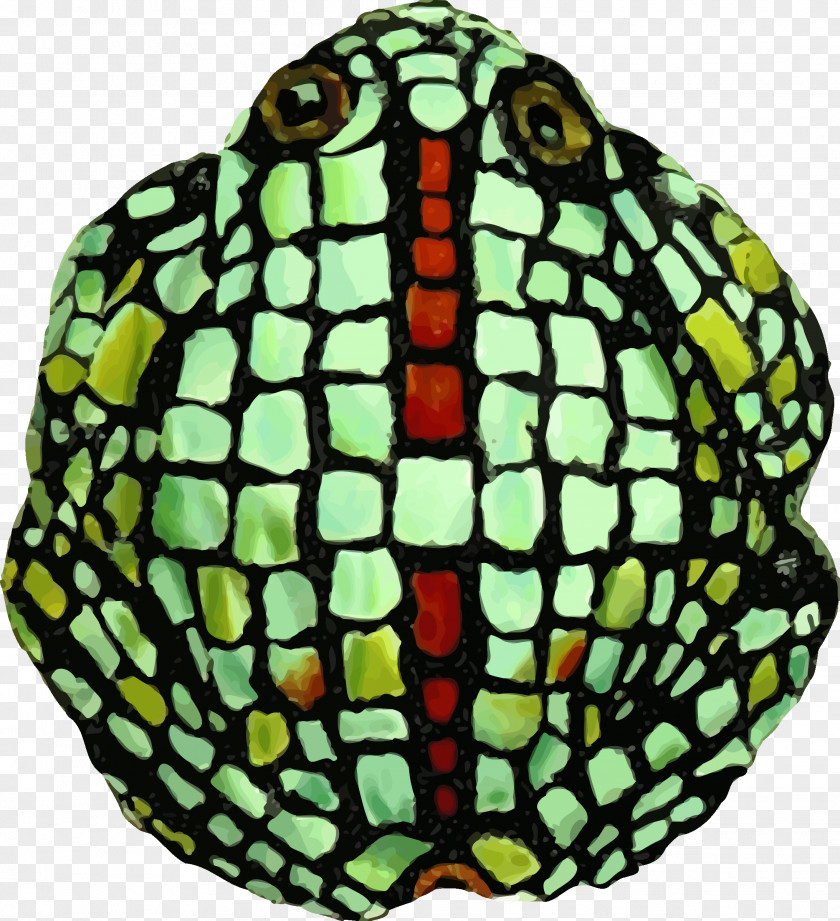 Frog Biological Illustration Clip Art PNG