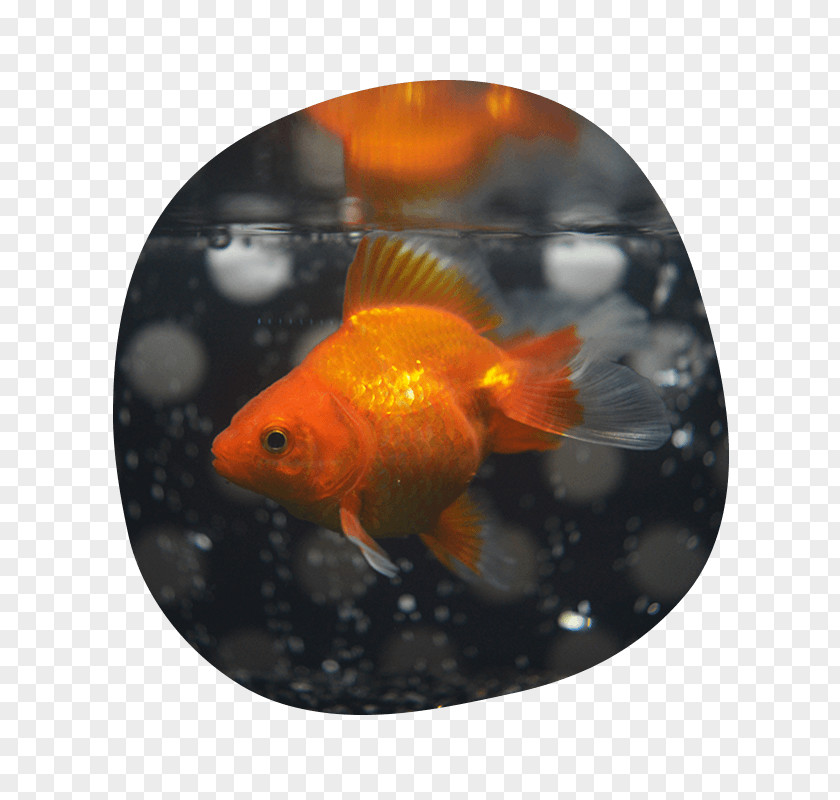 Goldfish Feeder Fish Shibuya Flower PNG