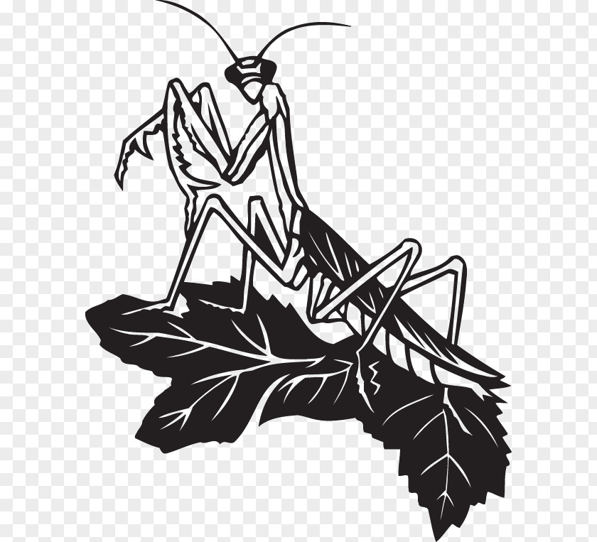 Insect Mantis Stock Photography Illustration Clip Art PNG