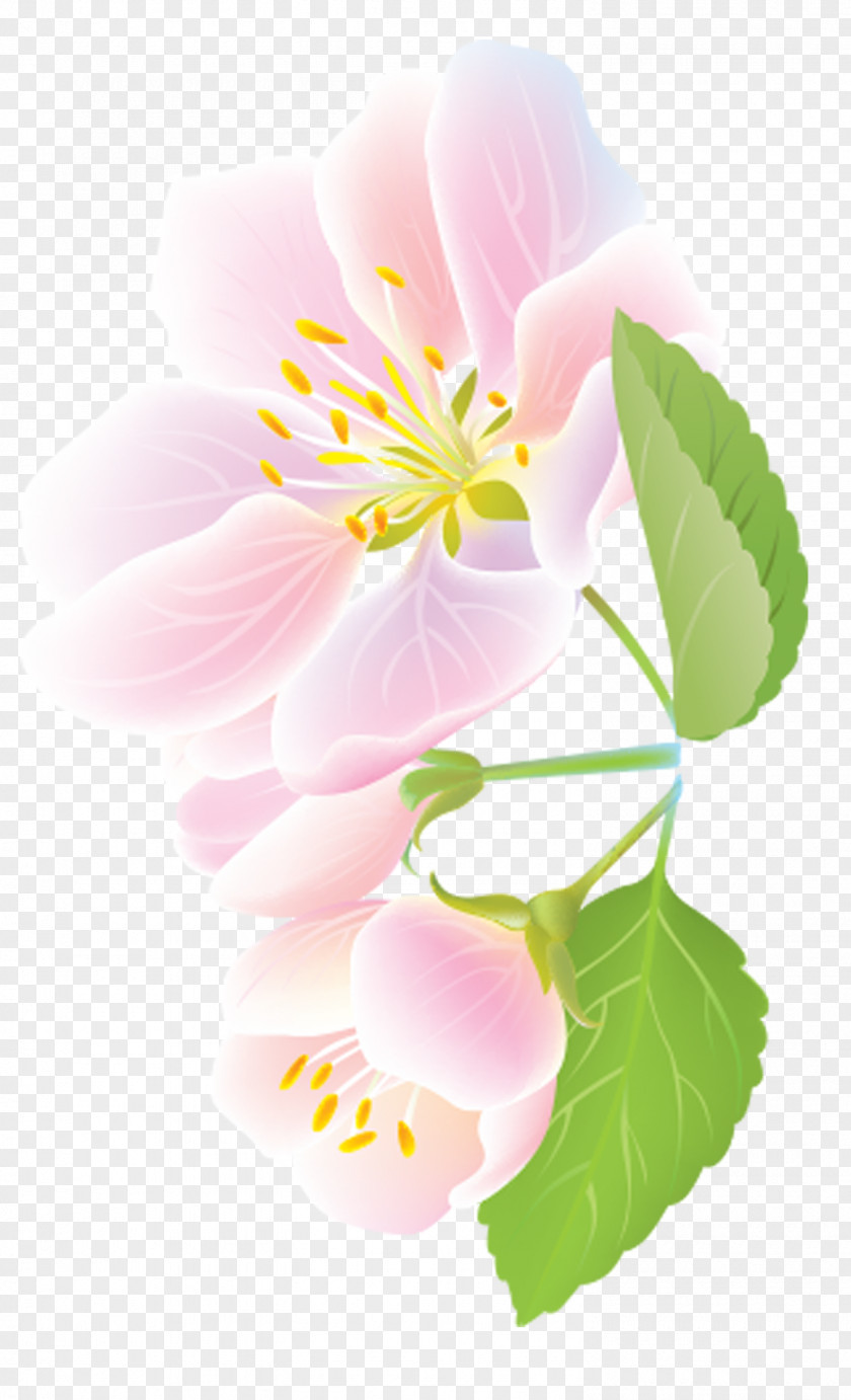 Petal Cerasus Clip Art PNG