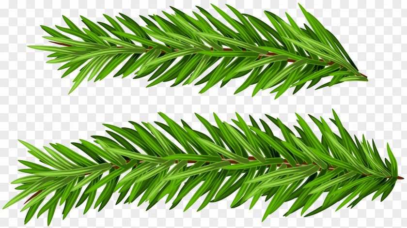 Pinus Symbol Clip Art Openclipart Image Vector Graphics PNG