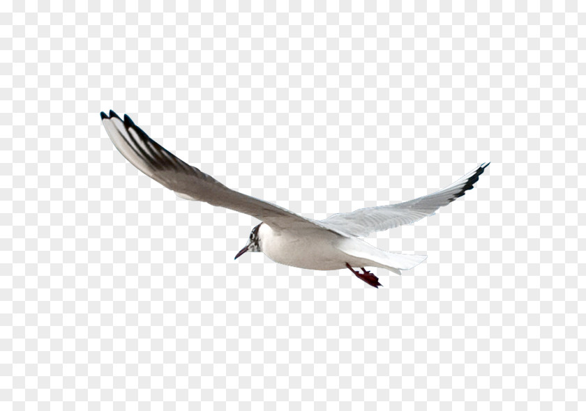 Seagulls Gulls Bird PNG