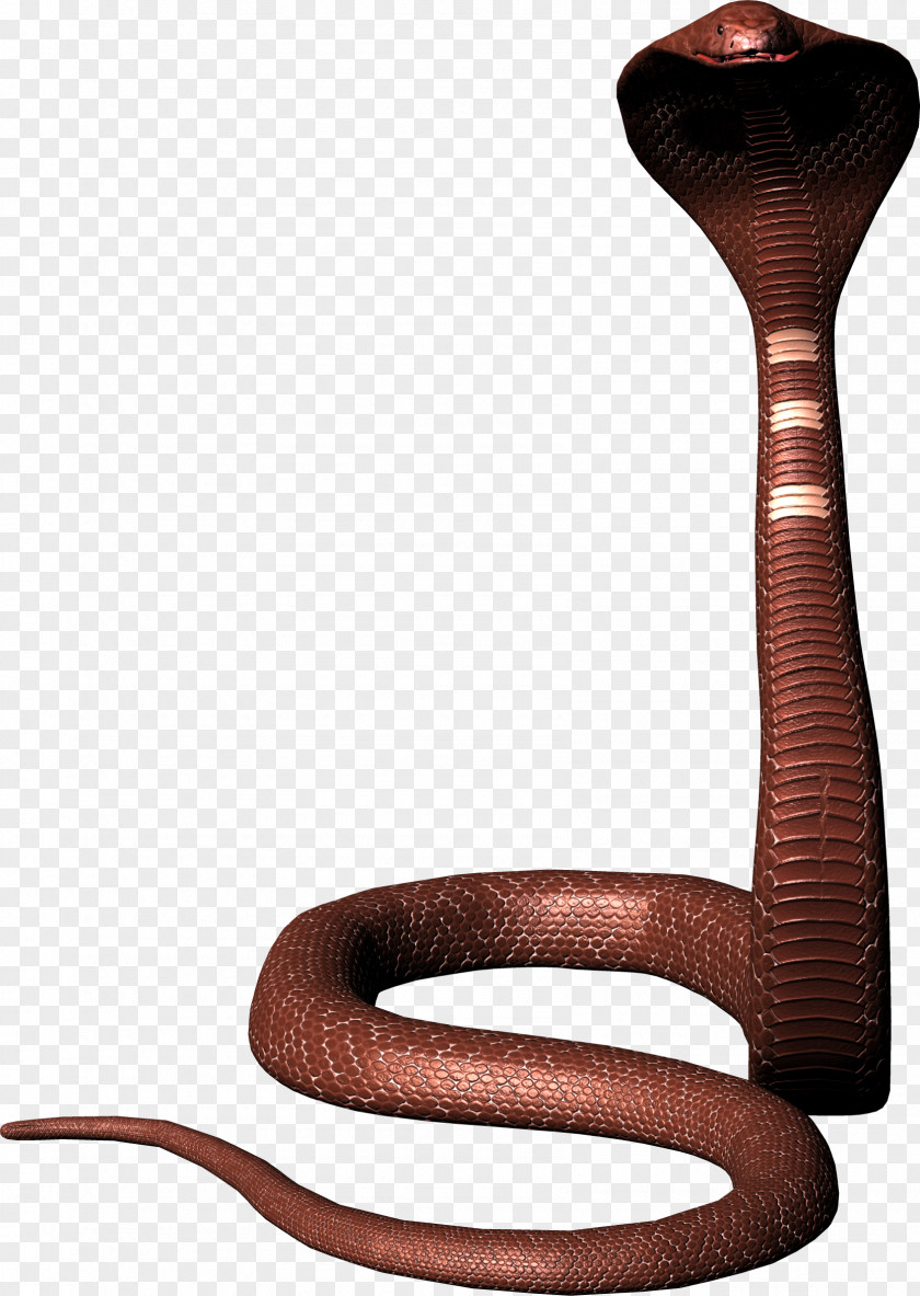 Snakes Snake Reptile King Cobra Indian PNG