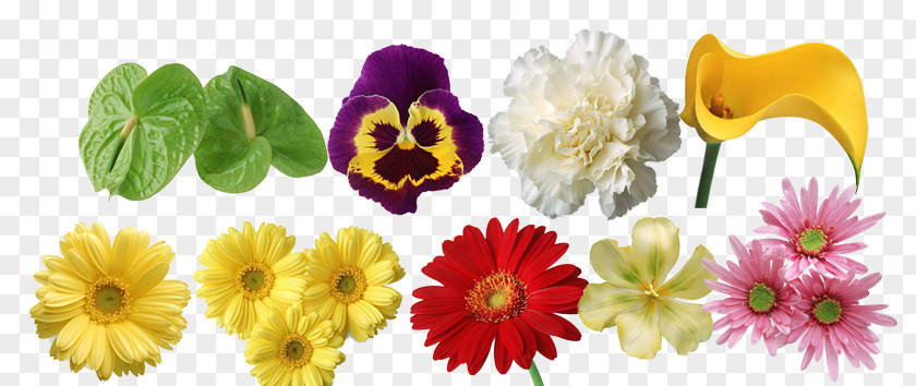 Flowers Chrysanthemum Flower Computer File PNG