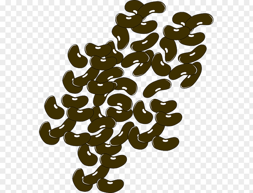 Bean Kidney Green Legume Clip Art PNG