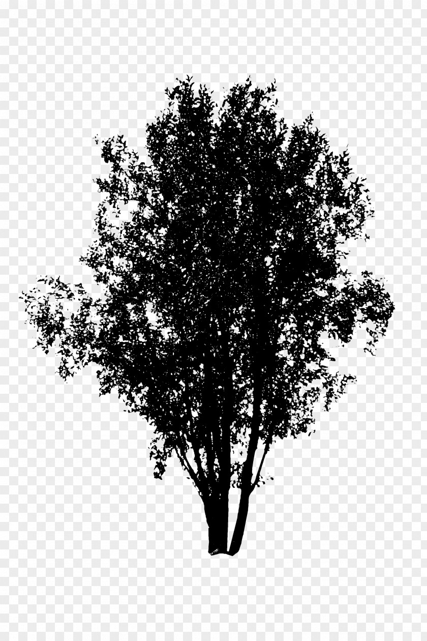 Branch Vector Graphics Tree Design Illustration PNG