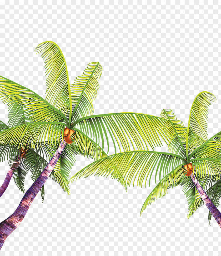 Coconut Tree Element Material Beach MPEG-4 Part 14 PNG