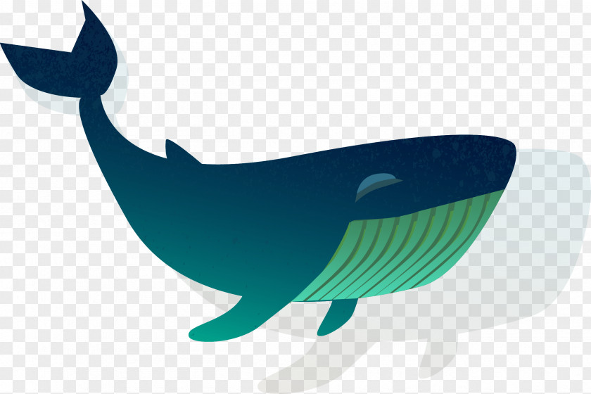 Shark Cetacea Fish Blue Whale PNG