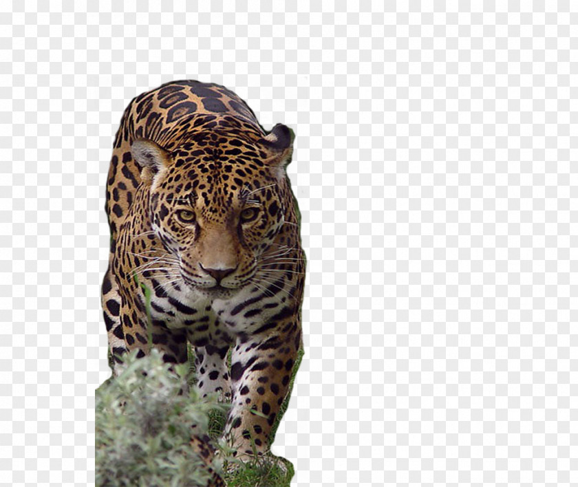 Tiger Lion Jaguar African Leopard Cheetah PNG