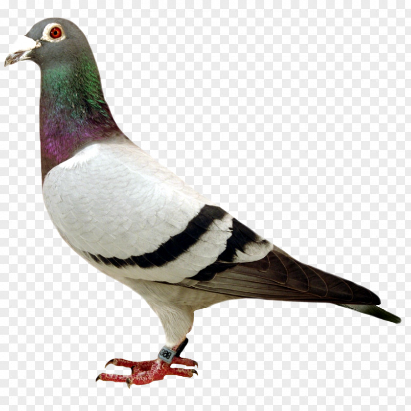 User: Columbidae Stock Dove Bird Homing Pigeon Tangshan PNG