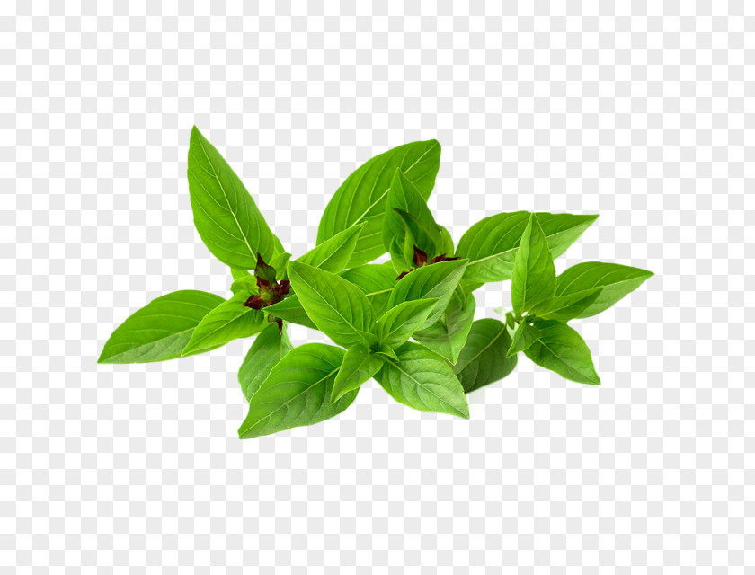 Basil Thai Cuisine Pesto Italian PNG