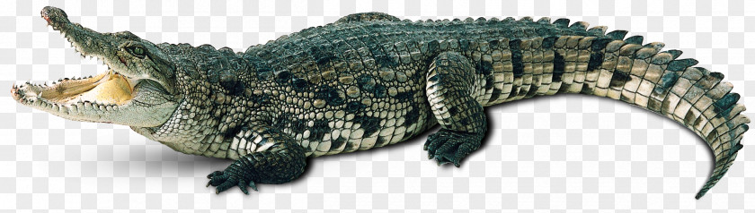 Crocodile Alligator Gharial Caiman PNG