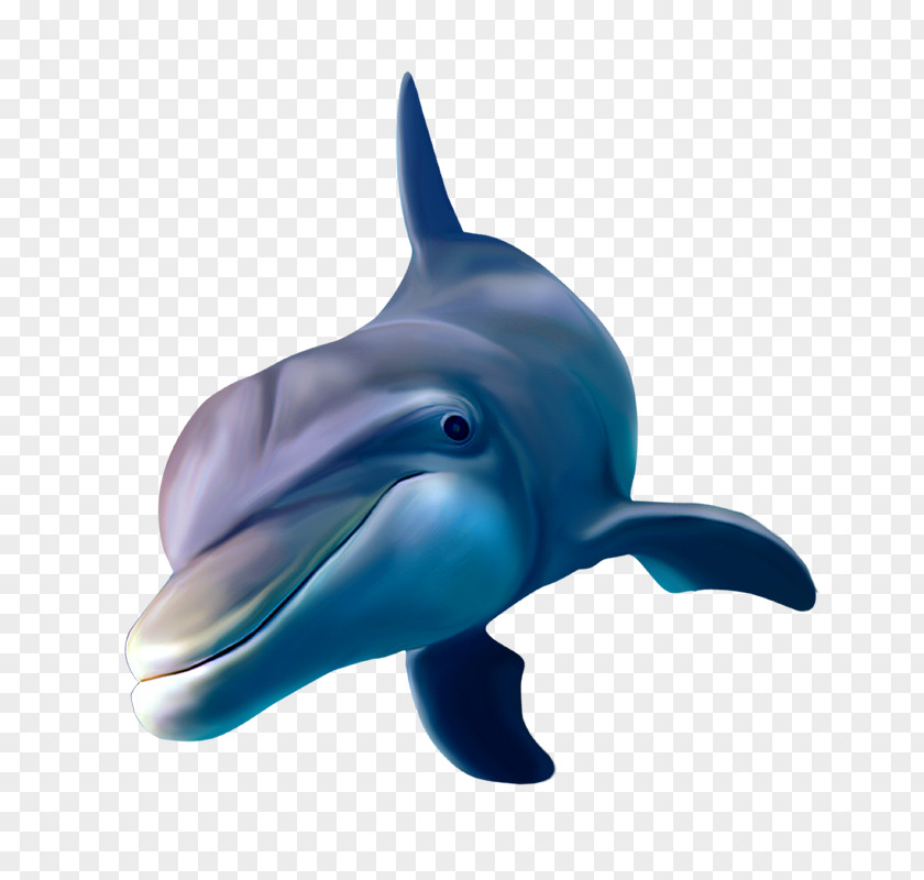 Fairy Tale Dolphin Whale Poster PNG