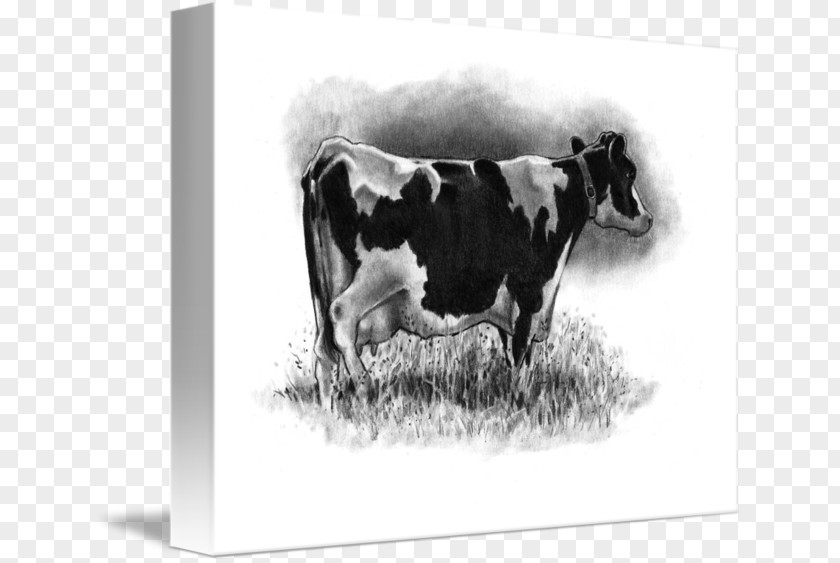 Holstein Friesian Cattle Dairy Taurine Drawing Canvas Print PNG