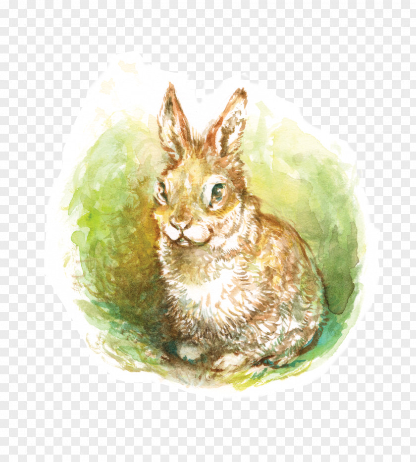 Once Upon A Time Fairy Tale Domestic Rabbit Watercolor Painting Hare Watercolor: Animals PNG