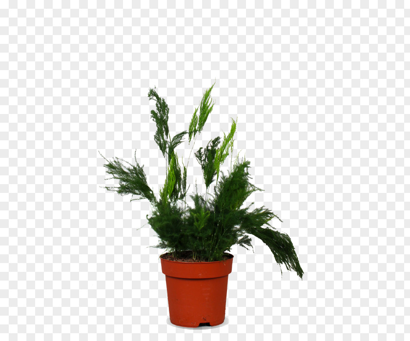 Asparagus Cream Of Soup Common Fern Houseplant PNG