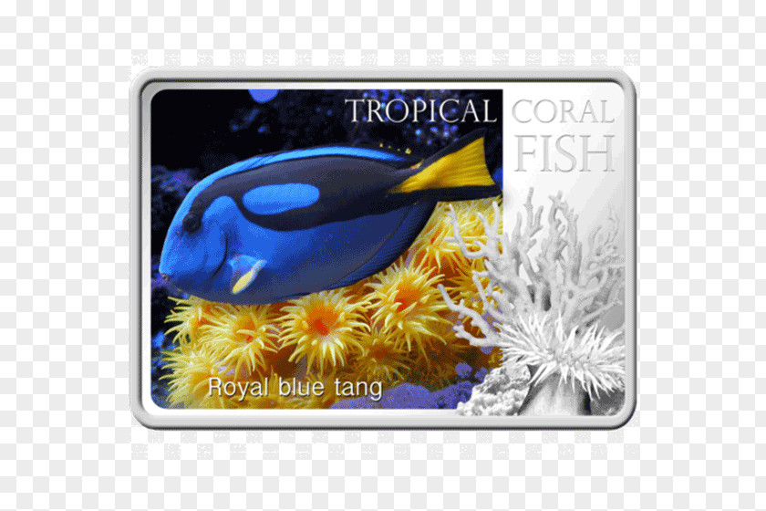 BAKE FISH Yellow Tang Animal Zebrasoma PNG