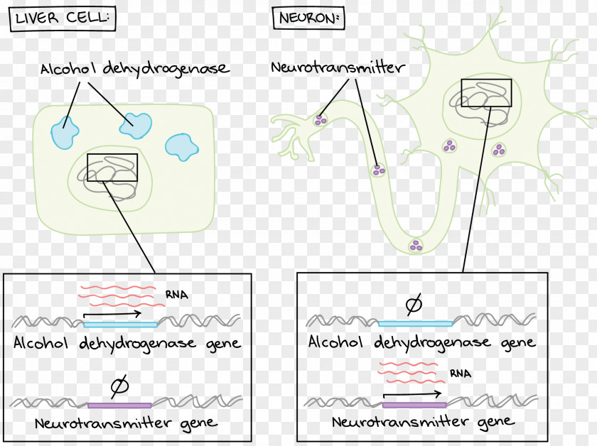 Cell Cycle Worksheet Mitosis Paper PNG