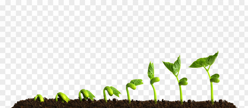 Light Grow Plant Stock Photography Soil PNG