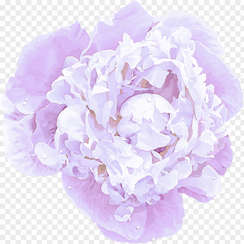 Peony Plant Lavender PNG